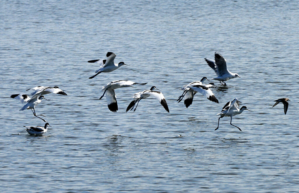 Pied Avocet