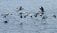 Avocette élégante