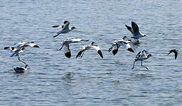 Avocette élégante