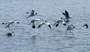 Avocette élégante