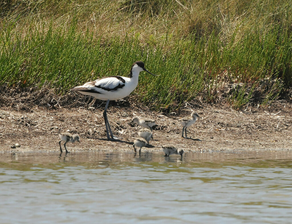 Pied Avocet