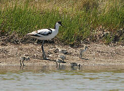 Pied Avocet