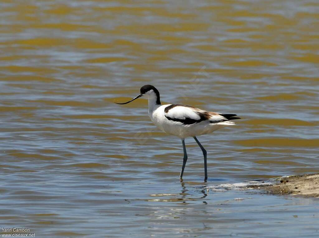 Avocette éléganteimmature