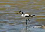 Avocette élégante