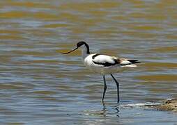 Avocette élégante