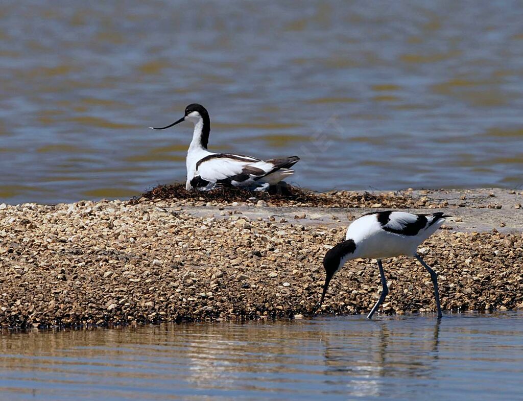 Avocette éléganteadulte