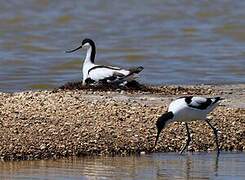 Avocette élégante