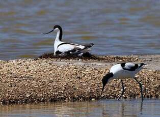 Avocette élégante