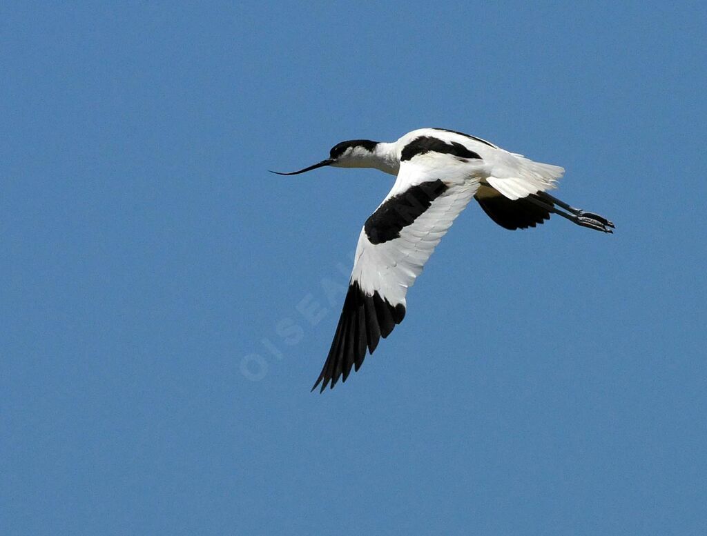 Avocette élégante