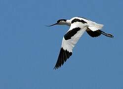 Avocette élégante