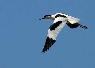 Avocette élégante