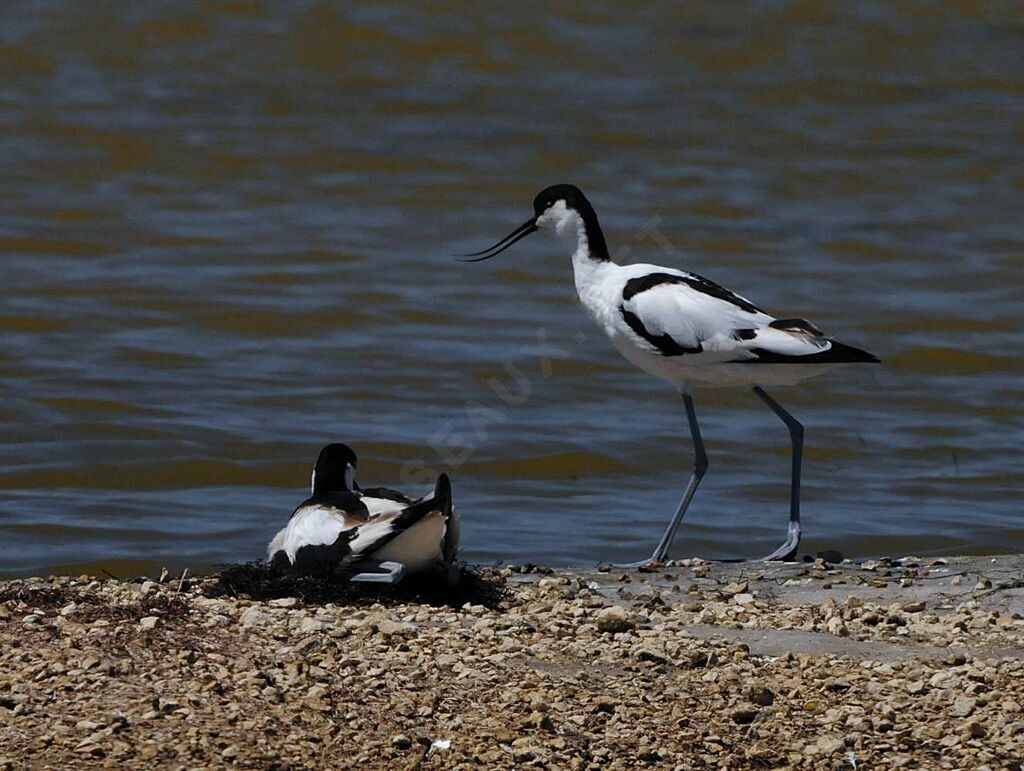 Avocette élégante adulte nuptial