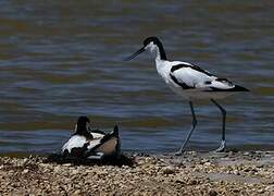 Pied Avocet