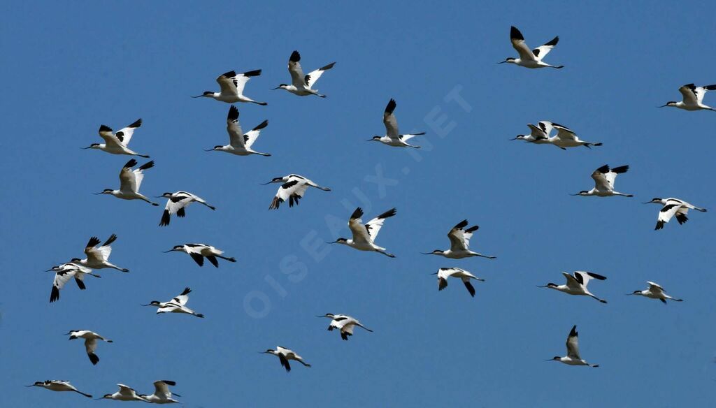 Avocette éléganteadulte nuptial