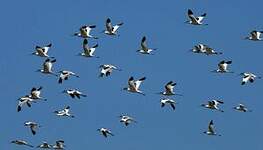 Avocette élégante