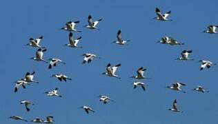 Pied Avocet