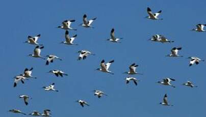 Avocette élégante