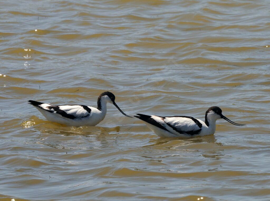 Pied Avocet 