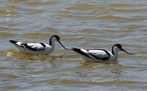 Avocette élégante
