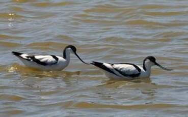 Avocette élégante