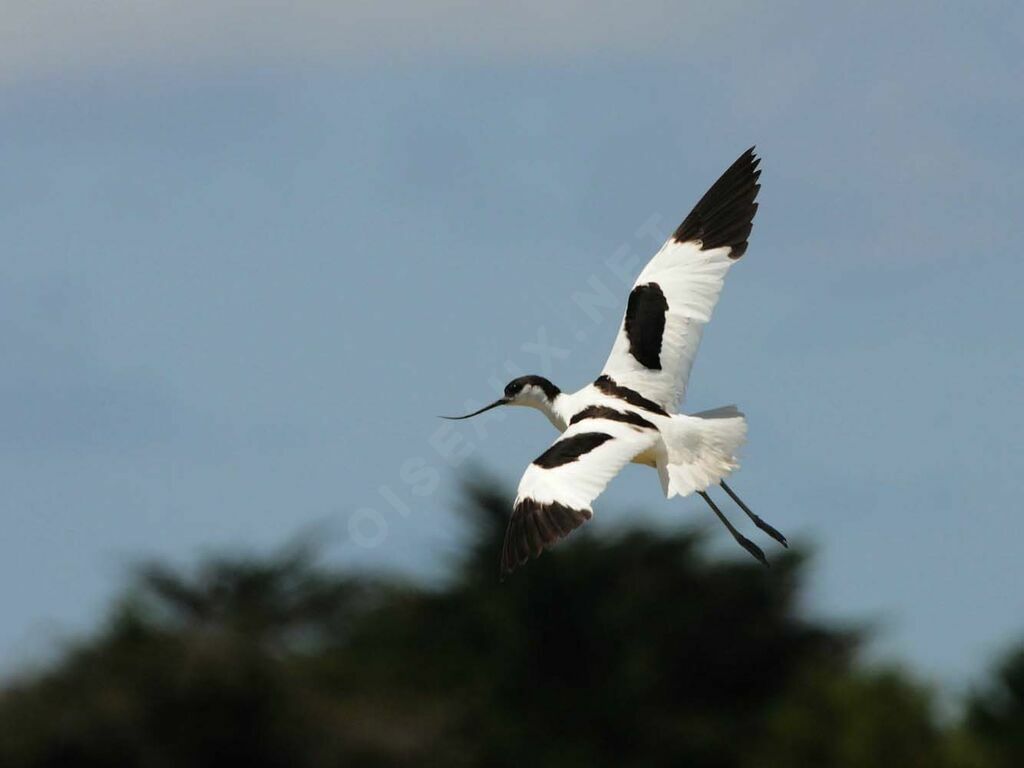 Pied Avocet