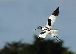 Avocette élégante