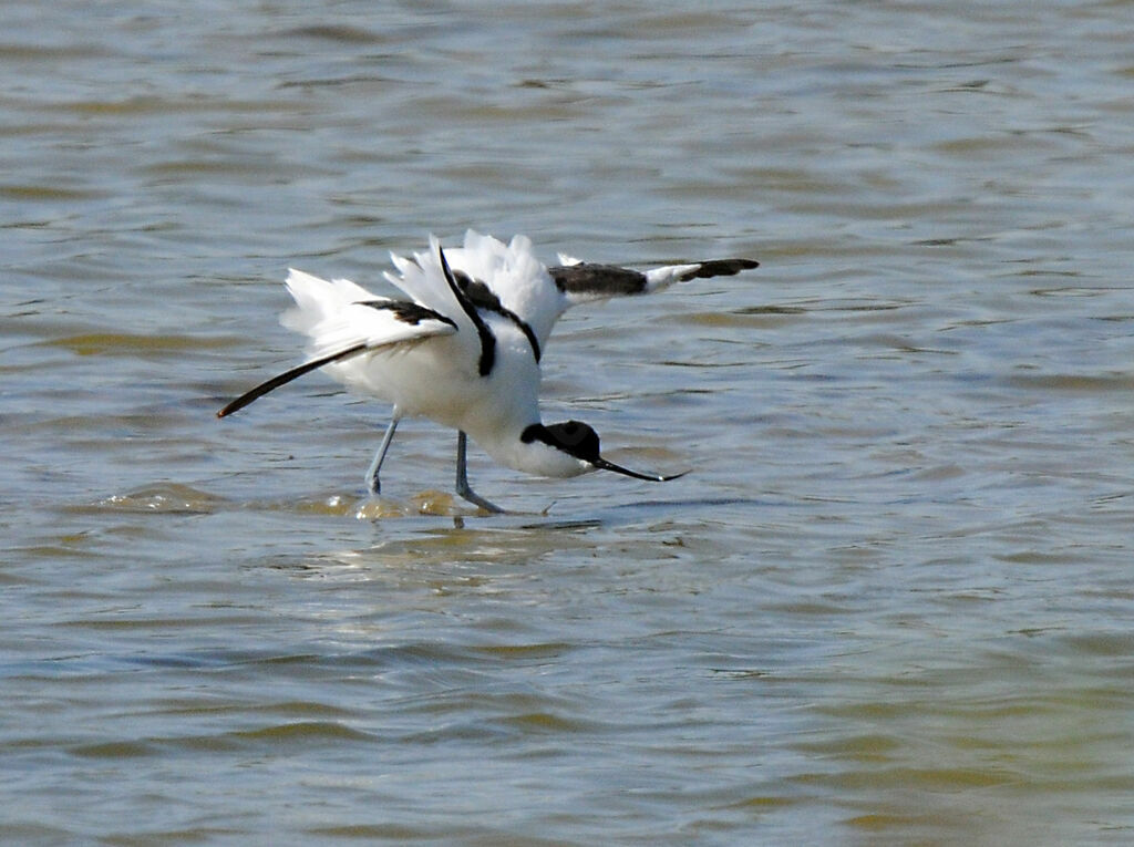 Avocette élégante