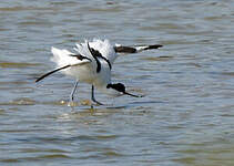 Avocette élégante