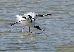 Pied Avocet