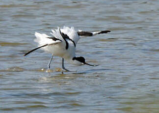 Avocette élégante