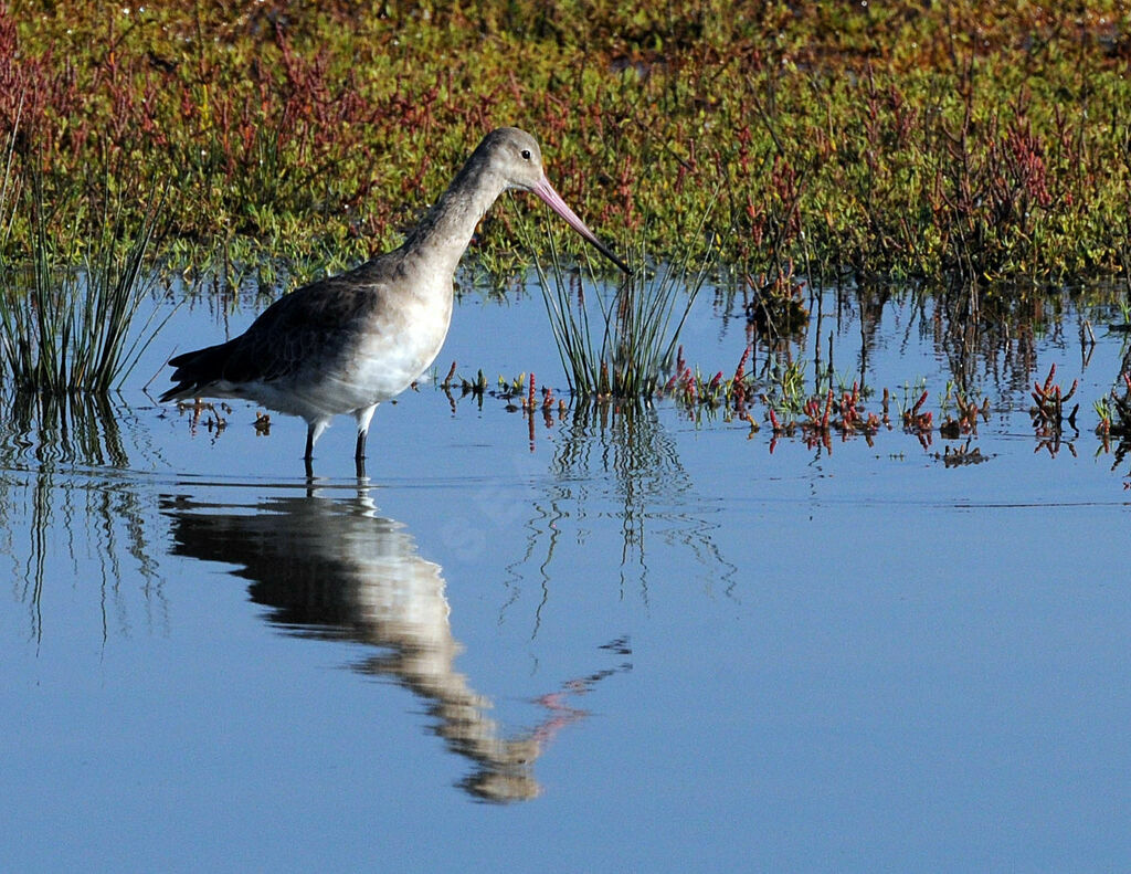 Black-tailed Godwit