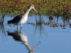 Black-tailed Godwit