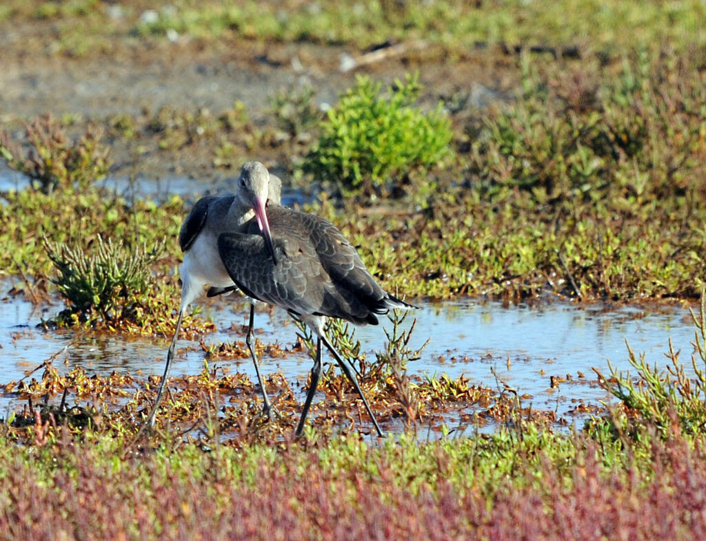 Black-tailed Godwit