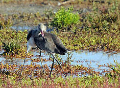 Black-tailed Godwit