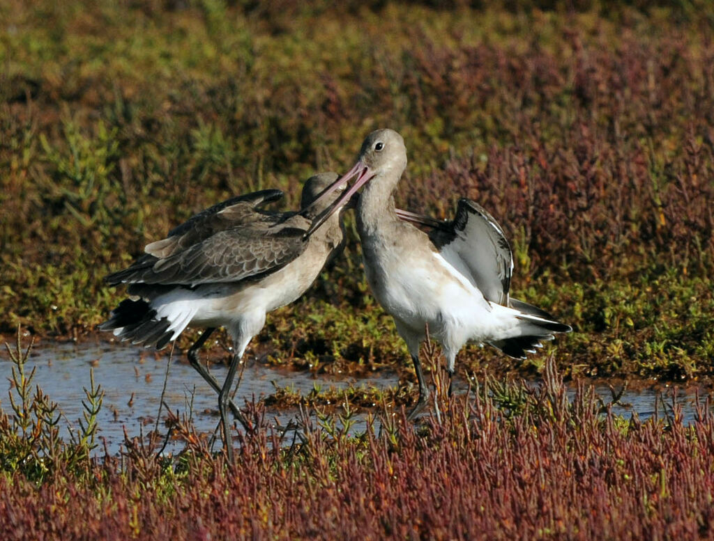 Black-tailed Godwit