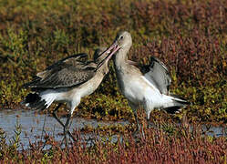 Black-tailed Godwit