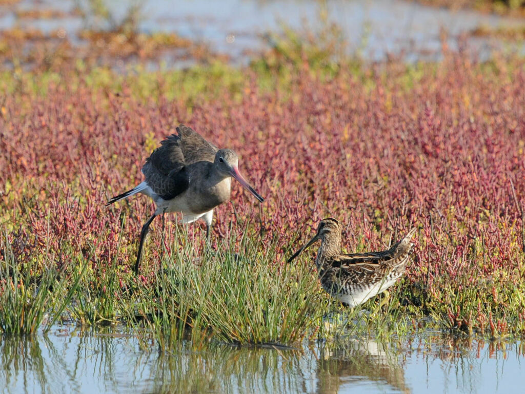 Black-tailed Godwit