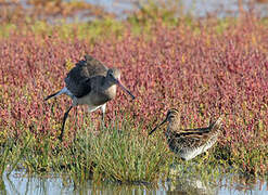 Black-tailed Godwit