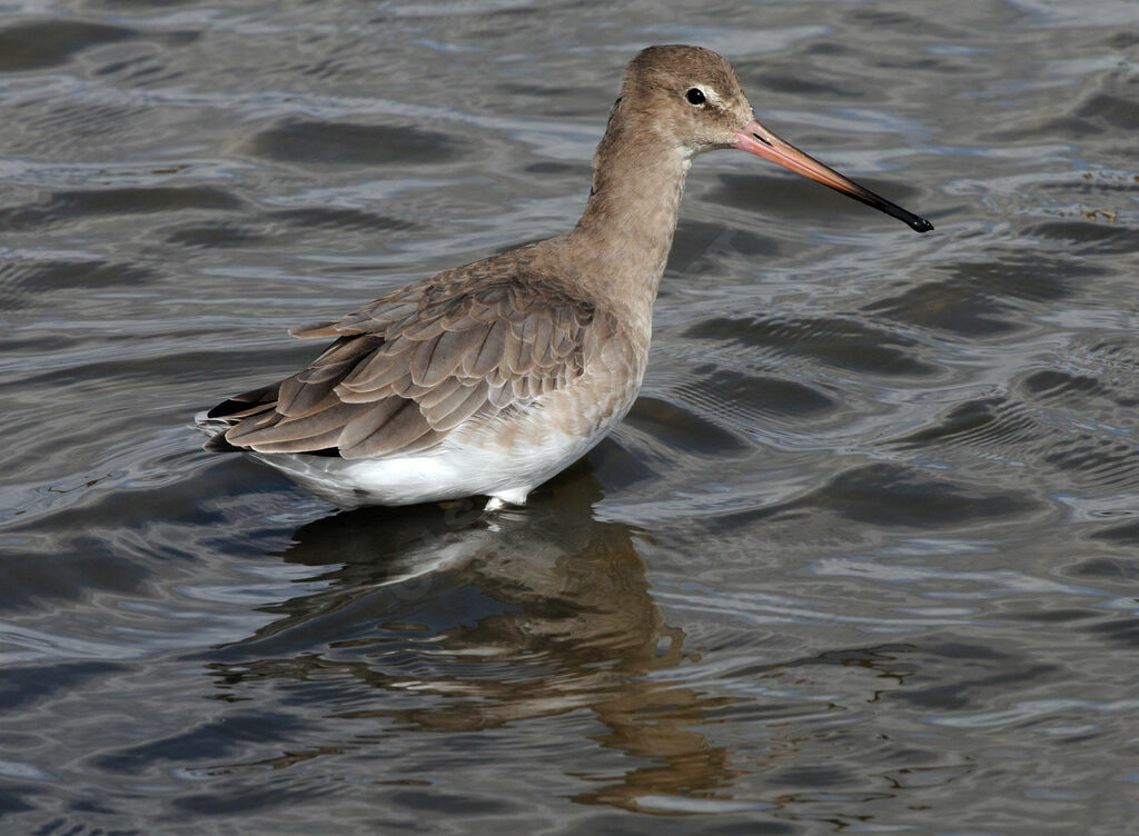 Black-tailed Godwit