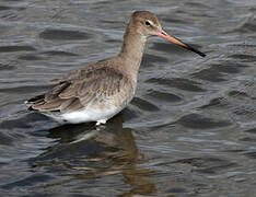 Black-tailed Godwit