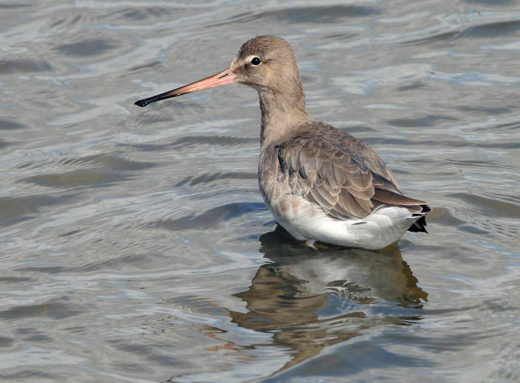 Black-tailed Godwit