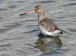 Black-tailed Godwit