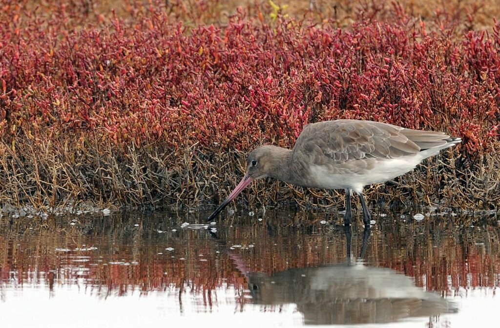 Black-tailed Godwit