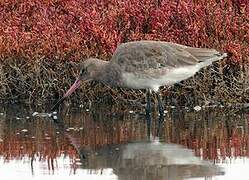 Black-tailed Godwit