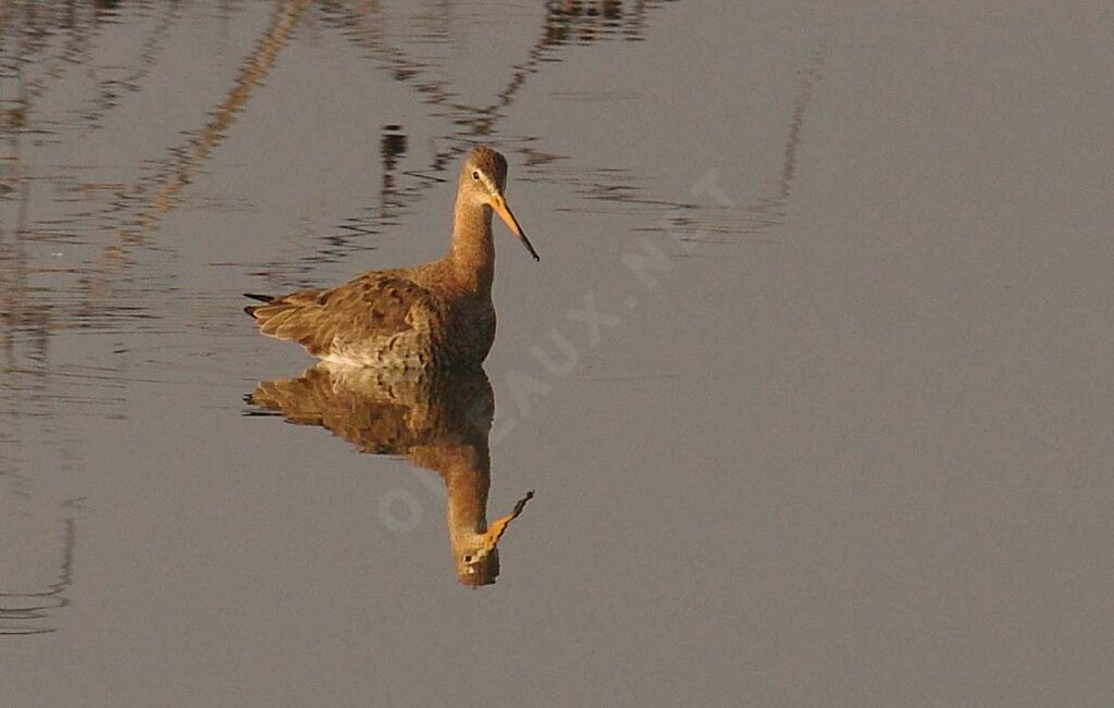 Black-tailed Godwit