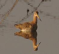 Black-tailed Godwit