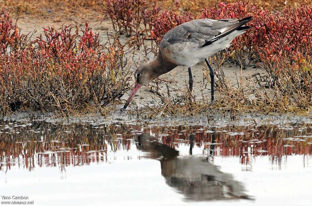 Black-tailed Godwitadult transition, fishing/hunting