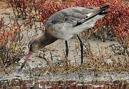 Black-tailed Godwit