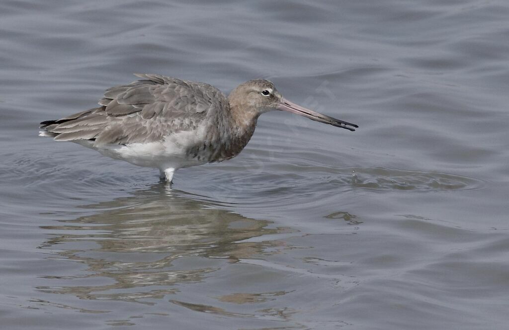 Black-tailed Godwit