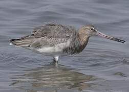 Black-tailed Godwit